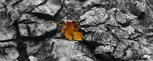 Preview wallpaper fallen leaf, leaf, stone, macro, autumn