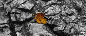 Preview wallpaper fallen leaf, leaf, stone, macro, autumn