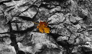 Preview wallpaper fallen leaf, leaf, stone, macro, autumn