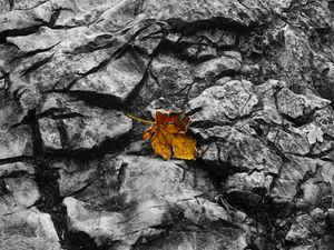 Preview wallpaper fallen leaf, leaf, stone, macro, autumn