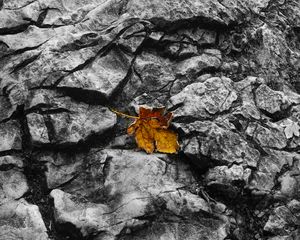 Preview wallpaper fallen leaf, leaf, stone, macro, autumn