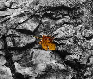 Preview wallpaper fallen leaf, leaf, stone, macro, autumn