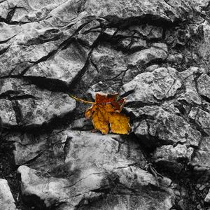 Preview wallpaper fallen leaf, leaf, stone, macro, autumn