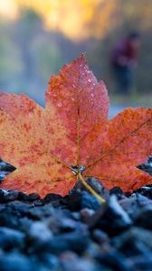 Preview wallpaper fallen leaf, leaf, stones, autumn, macro