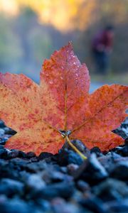 Preview wallpaper fallen leaf, leaf, stones, autumn, macro