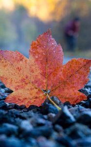 Preview wallpaper fallen leaf, leaf, stones, autumn, macro