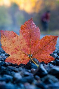 Preview wallpaper fallen leaf, leaf, stones, autumn, macro