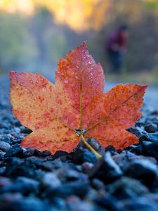 Preview wallpaper fallen leaf, leaf, stones, autumn, macro