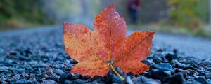 Preview wallpaper fallen leaf, leaf, stones, autumn, macro