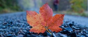 Preview wallpaper fallen leaf, leaf, stones, autumn, macro