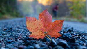 Preview wallpaper fallen leaf, leaf, stones, autumn, macro