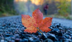 Preview wallpaper fallen leaf, leaf, stones, autumn, macro