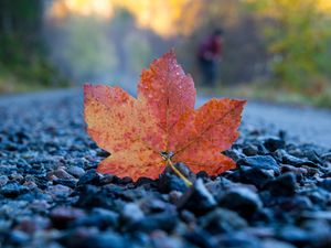 Preview wallpaper fallen leaf, leaf, stones, autumn, macro