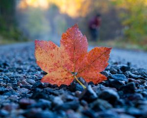 Preview wallpaper fallen leaf, leaf, stones, autumn, macro