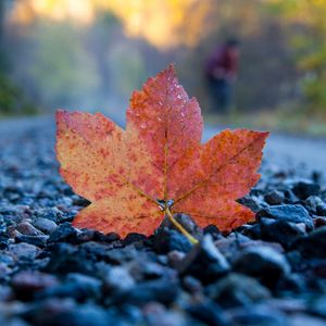 Preview wallpaper fallen leaf, leaf, stones, autumn, macro