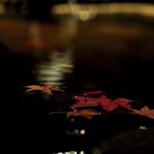 Preview wallpaper fallen leaves, autumn, water, leaves