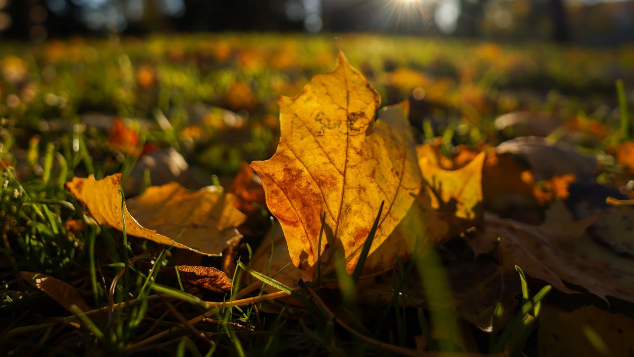 Wallpaper fallen leaves, grass, macro, autumn