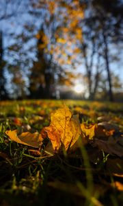 Preview wallpaper fallen leaves, grass, macro, autumn