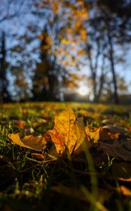 Preview wallpaper fallen leaves, grass, macro, autumn