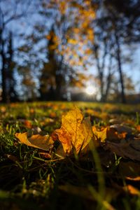 Preview wallpaper fallen leaves, grass, macro, autumn