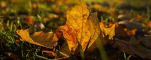 Preview wallpaper fallen leaves, grass, macro, autumn