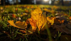 Preview wallpaper fallen leaves, grass, macro, autumn