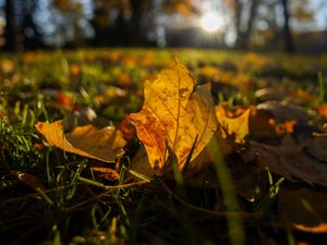 Preview wallpaper fallen leaves, grass, macro, autumn