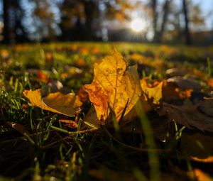 Preview wallpaper fallen leaves, grass, macro, autumn