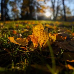 Preview wallpaper fallen leaves, grass, macro, autumn