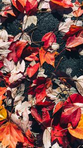 Preview wallpaper fallen leaves, leaves, asphalt, autumn, macro