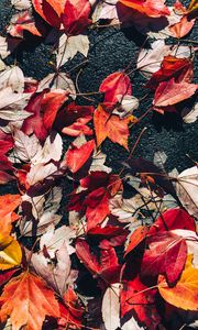 Preview wallpaper fallen leaves, leaves, asphalt, autumn, macro