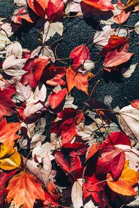 Preview wallpaper fallen leaves, leaves, asphalt, autumn, macro