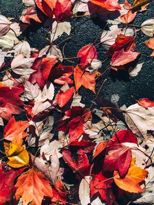 Preview wallpaper fallen leaves, leaves, asphalt, autumn, macro