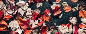 Preview wallpaper fallen leaves, leaves, asphalt, autumn, macro