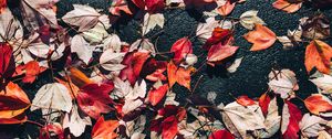 Preview wallpaper fallen leaves, leaves, asphalt, autumn, macro