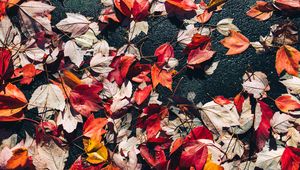 Preview wallpaper fallen leaves, leaves, asphalt, autumn, macro