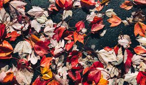 Preview wallpaper fallen leaves, leaves, asphalt, autumn, macro