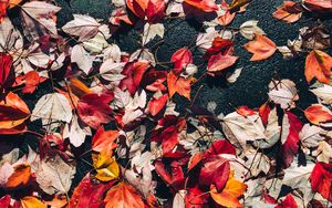 Preview wallpaper fallen leaves, leaves, asphalt, autumn, macro
