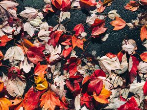 Preview wallpaper fallen leaves, leaves, asphalt, autumn, macro