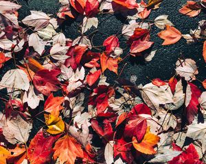 Preview wallpaper fallen leaves, leaves, asphalt, autumn, macro