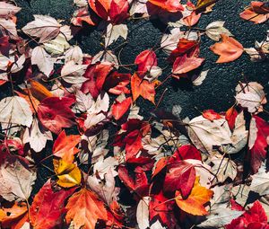 Preview wallpaper fallen leaves, leaves, asphalt, autumn, macro