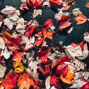 Preview wallpaper fallen leaves, leaves, asphalt, autumn, macro