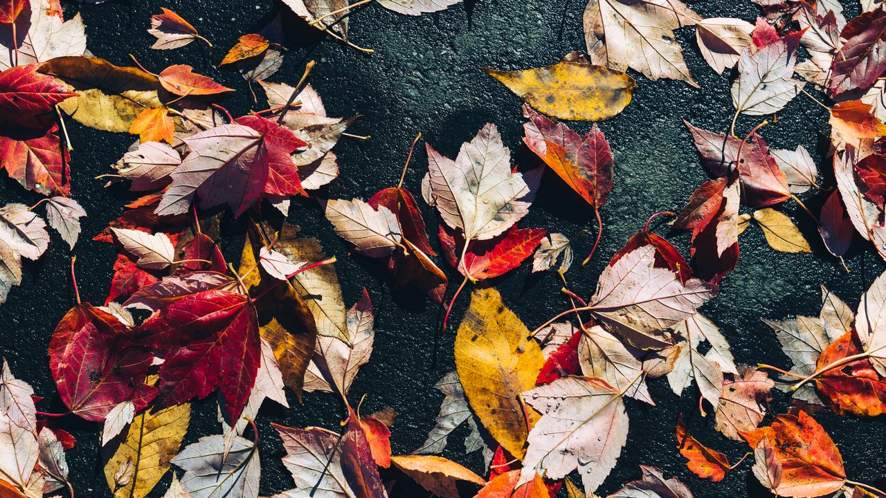 Wallpaper fallen leaves, leaves, asphalt, macro, autumn