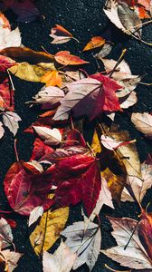Preview wallpaper fallen leaves, leaves, asphalt, macro, autumn