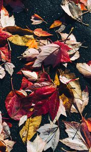 Preview wallpaper fallen leaves, leaves, asphalt, macro, autumn