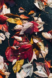 Preview wallpaper fallen leaves, leaves, asphalt, macro, autumn