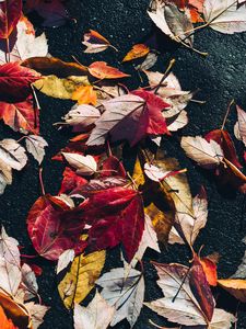 Preview wallpaper fallen leaves, leaves, asphalt, macro, autumn