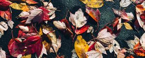 Preview wallpaper fallen leaves, leaves, asphalt, macro, autumn