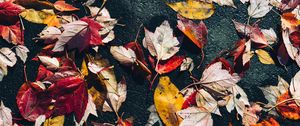 Preview wallpaper fallen leaves, leaves, asphalt, macro, autumn