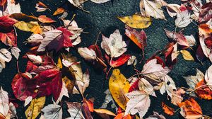 Preview wallpaper fallen leaves, leaves, asphalt, macro, autumn